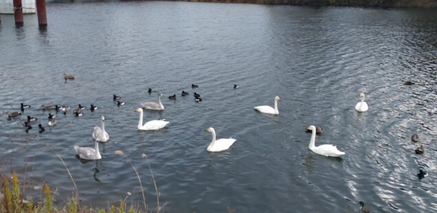 仙台の冬の楽しみ―広瀬川の冬鳥たち―